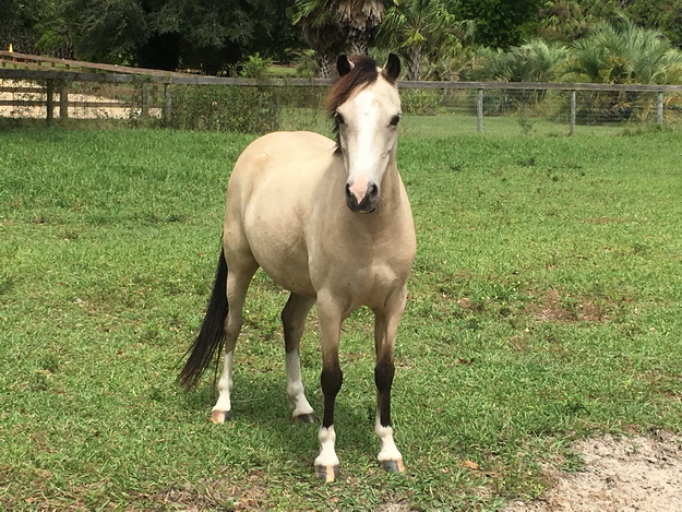 taffy therapy horse
